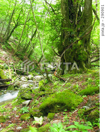 渓流の大樹 渓流の大樹 290901