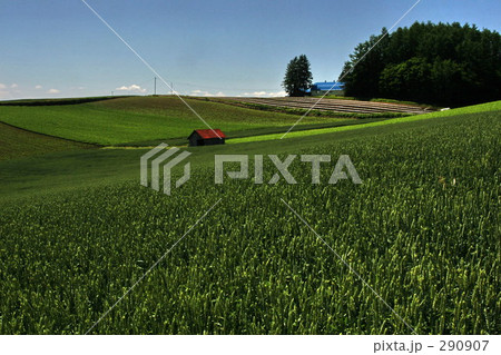 初夏の美瑛 290907