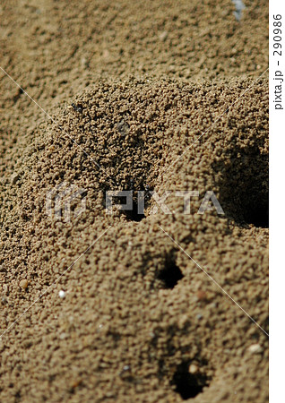 アリの巣（４） 290986