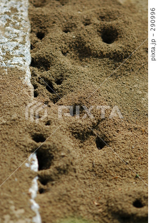 アリの巣（１） 290996