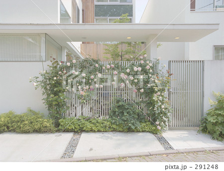 rose garden 291248