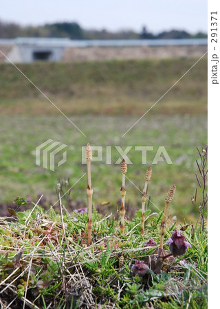 つくし つくし 291371