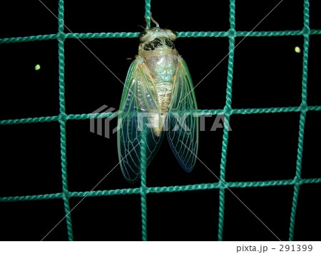 蝉 291399