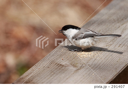 ハシブトガラ ハシブトガラ 291407