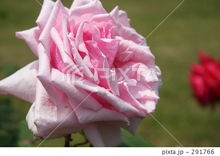 ラ、フランス（バラ） 291766