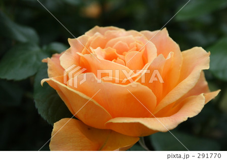 イージゴーイング(バラ) イージゴーイング(バラ) 291770