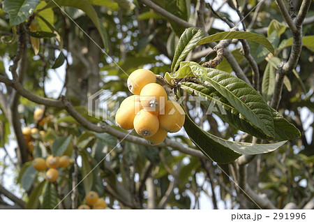 枇杷の木 291996