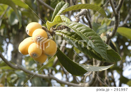 たわわに実るビワの実 291997