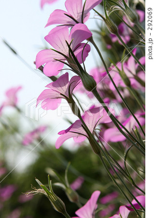 アグロステンマ アグロステンマ 292069