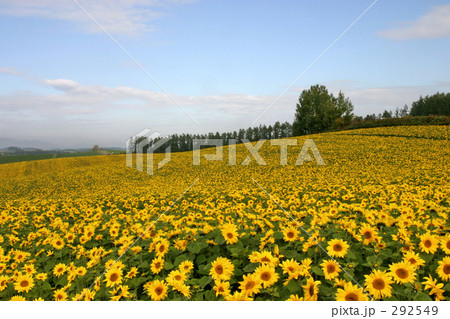 ヒマワリの丘 292549
