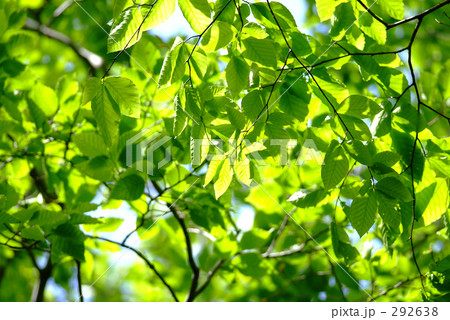 ブナの葉 292638