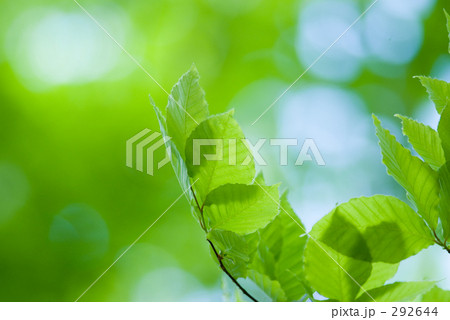 ブナの葉 ブナの葉 292644