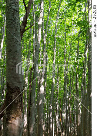 ブナ林 ブナ林 292688