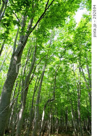 若葉の森 292694