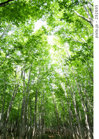 若葉の頃 若葉の頃 292695