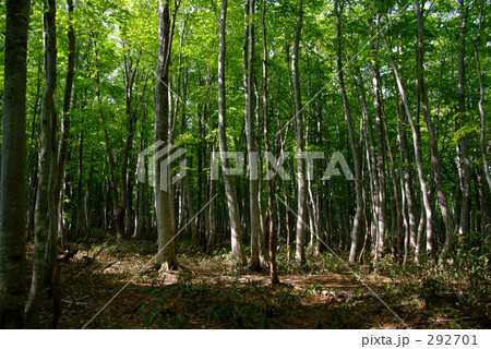 ブナ林 292701
