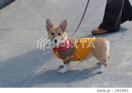 じいちゃんと散歩 292863