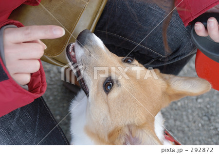 ちゃんと言うこと聞いてね 292872