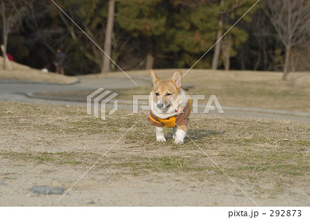 公園のおさんぽ 292873