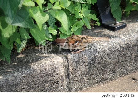 公園で餌を探すスズメ 公園で餌を探すスズメ 293145