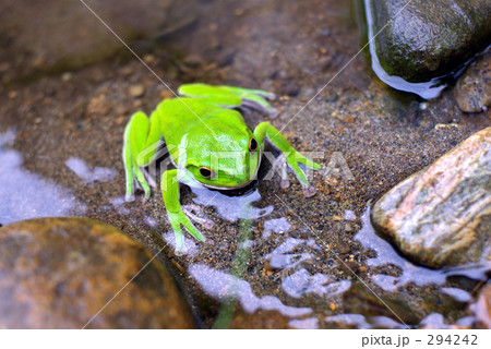 カエル 294242