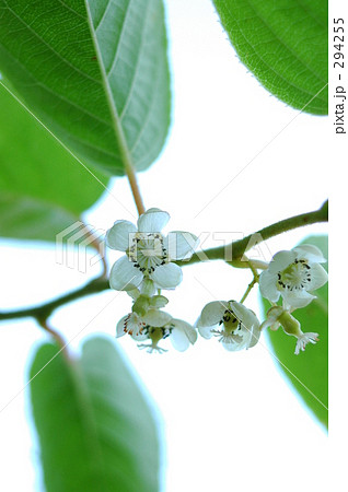 サルナシの花。 サルナシの花。 294255