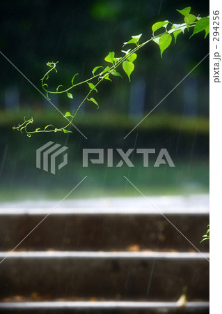 5月の通り雨 5月の通り雨 294256