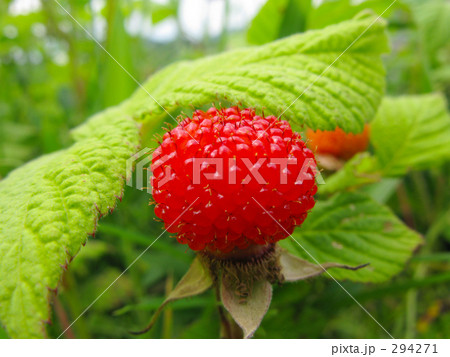 葉っぱに隠れてクサイチゴ 294271