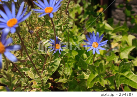 ブルーデージー 294287