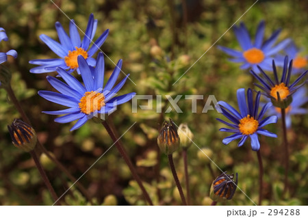 ブルーデージー 294288