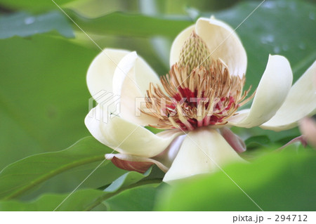 ホオノキの花 ホオノキの花 294712