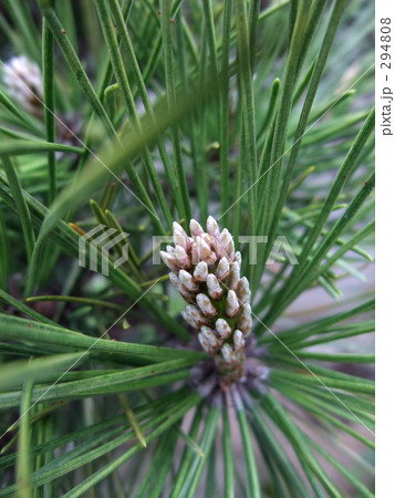 松 294808