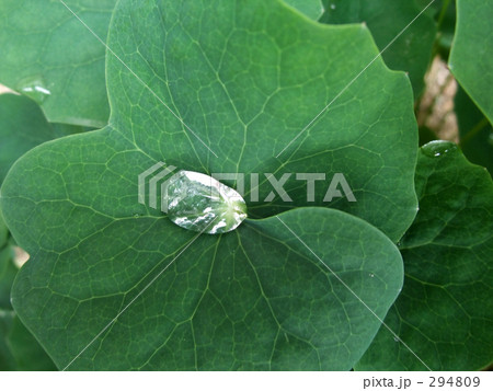 葉っぱのダム 294809