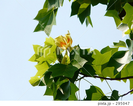 ハンテンボク 295047