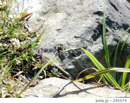 オニヤンマ 295074