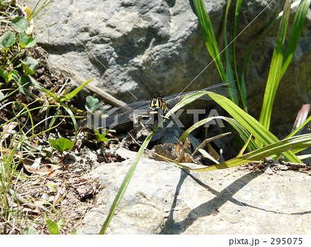 オニヤンマ 295075