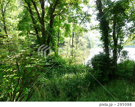 森と湖 295098
