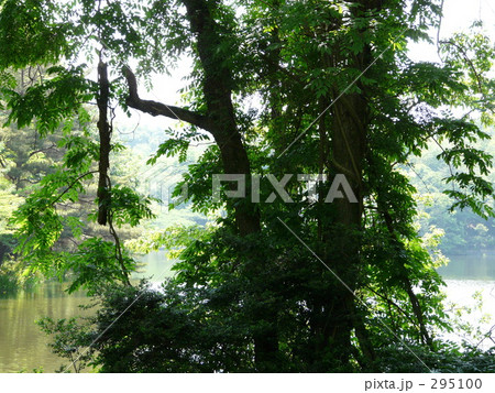 森と湖 森と湖 295100