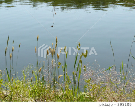 小判草 小判草 295109