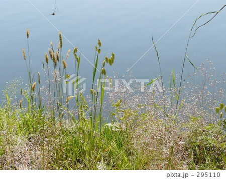小判草 小判草 295110