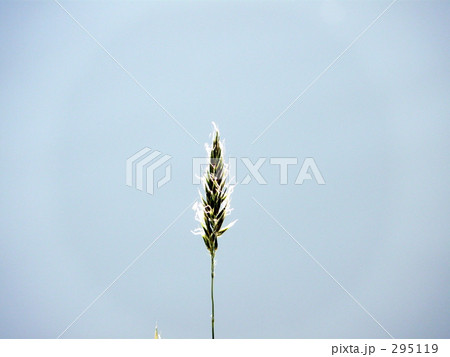水辺の草 水辺の草 295119