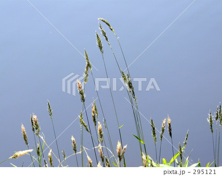 水辺の草 295121