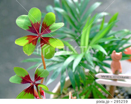 庭の四つ葉 庭の四つ葉 295259