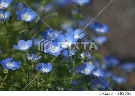 水色の小花 295656