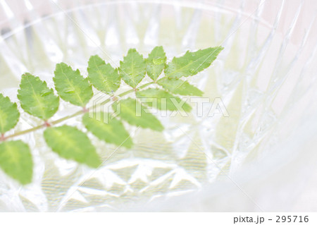 水に浮かぶ木の芽 水に浮かぶ木の芽 295716