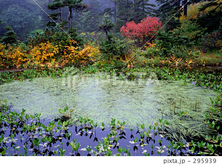 水辺の紅葉 水辺の紅葉 295939