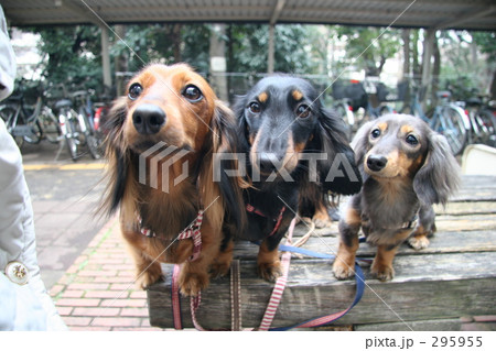 ダックスフンド レッド ブラック&タン ブルー&タン ダックスフンド レッド ブラック&タン ブルー&タン 295955