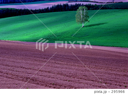 光走る丘 光走る丘 295966