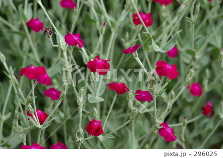 酔仙翁 酔仙翁 296025