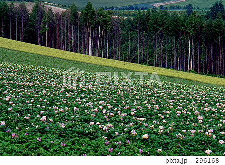 花の斜面 花の斜面 296168